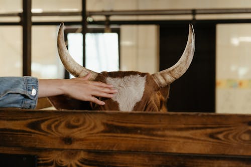 Brown and White Cow in a Cage