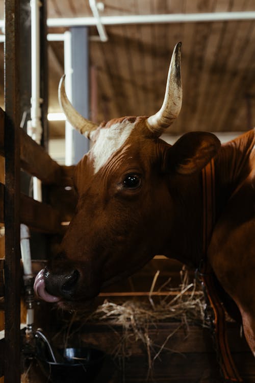 Brown Cow on Brown Hay