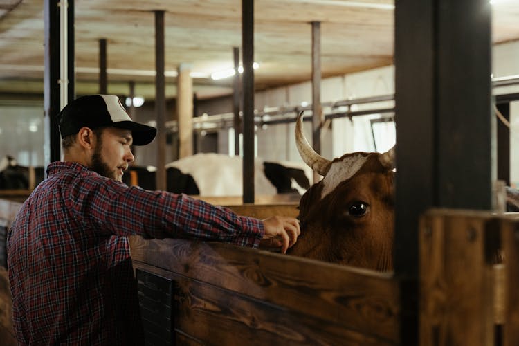 Man In Blue And White Plaid Dress Shirt Standing Beside Brown Cow