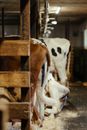 White and Brown Cow on Brown Wooden Crate