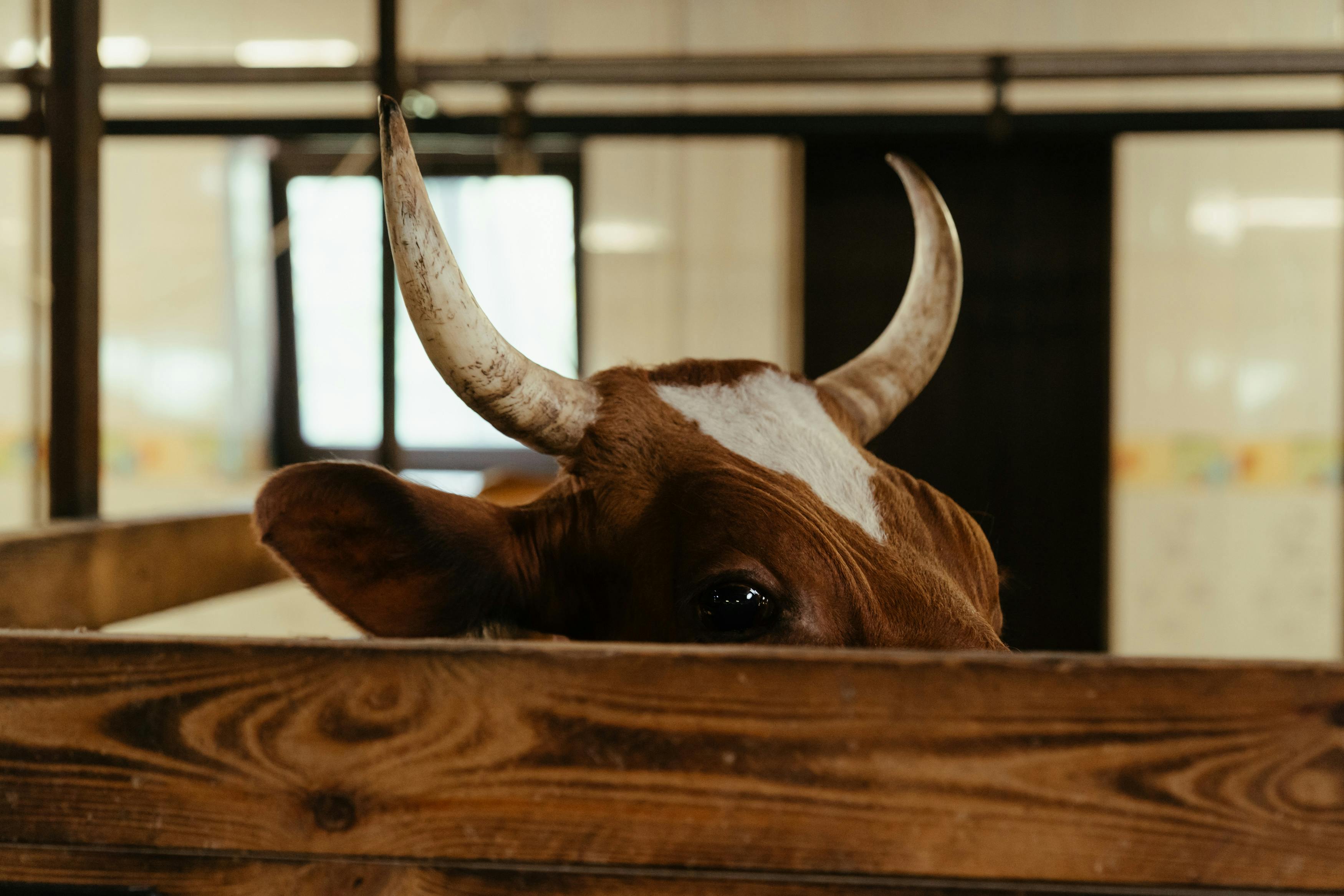 brown and white cow in cage