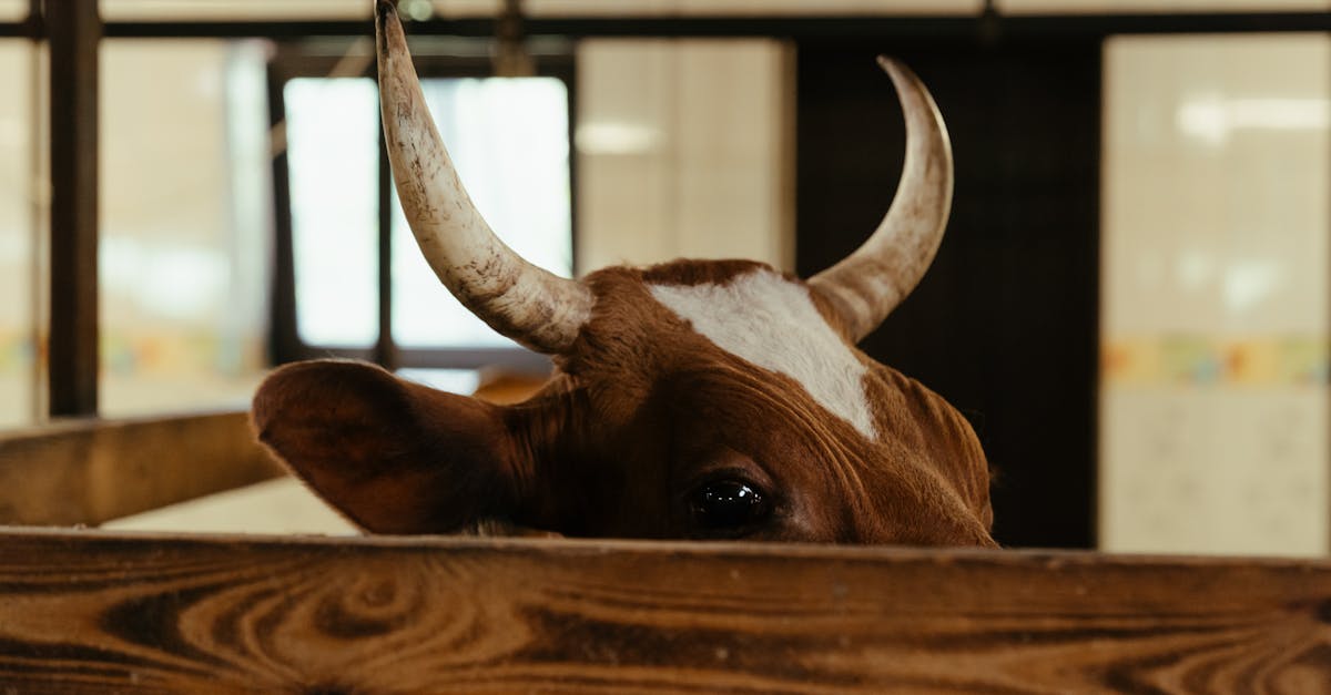 How are Kobe beef cattle raised
