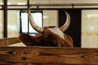 Brown and White Cow in Cage
