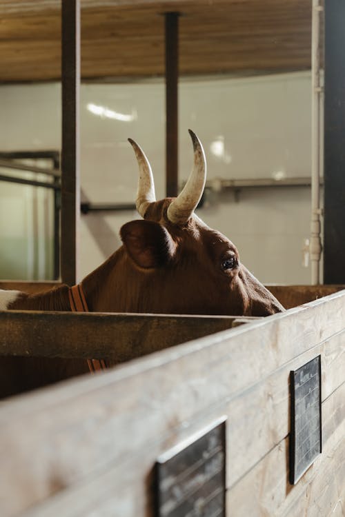 Brown Cow in a Cage