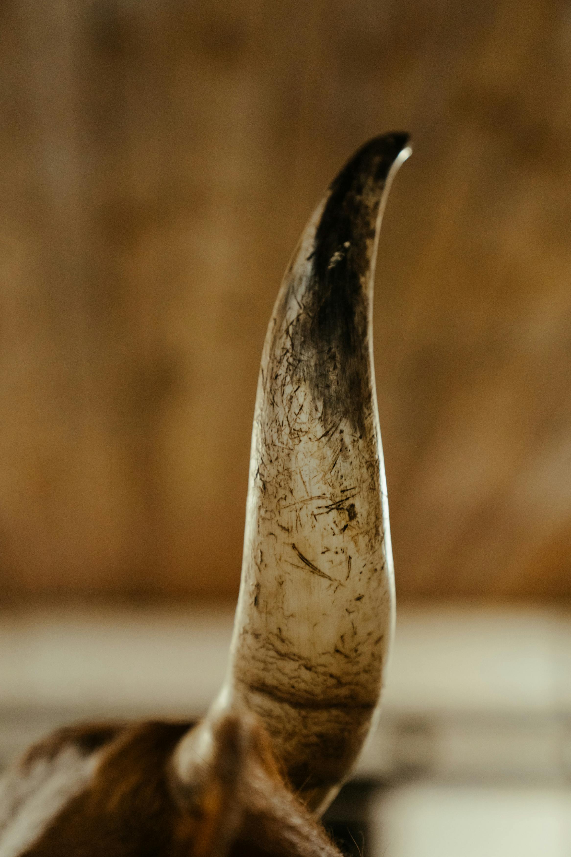 brown and white ceramic vase