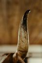 Brown and White Ceramic Vase