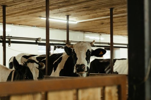 Free Holstein cows standing in a dairy barn, showcasing indoor farm life with a rural essence. Stock Photo