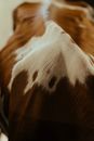 White and Brown Cow