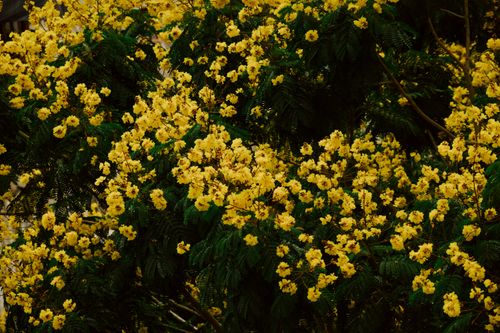 Free Dense cluster of yellow blossoms on green leaves, showcasing lush natural beauty. Stock Photo