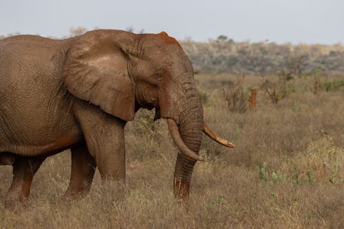 Brown Elephant on Brown Grass Field