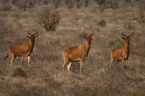Photos gratuites de antilope, bubale coca, espèce en voie d'extinction
