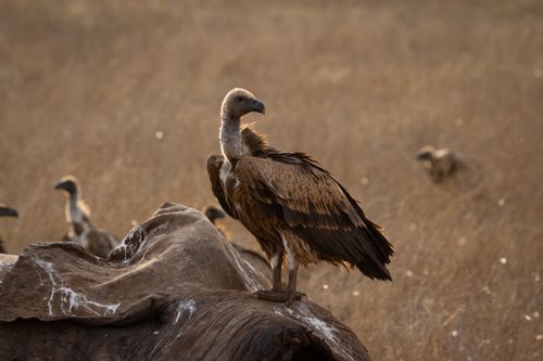 Free A detailed look at a vulture perched on a carcass in the vast Tsavo savannah, Kenya. Stock Photo