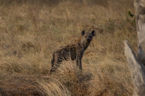 A Hyena on Brown Grass Field