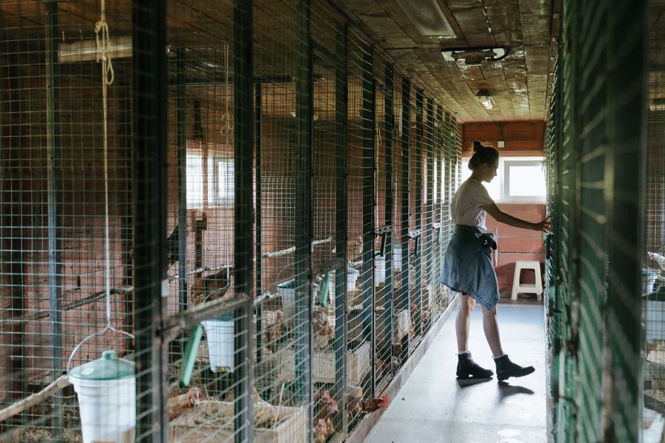 Poultry farm with workers in PPE