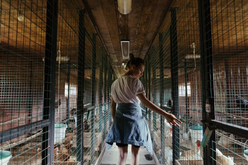 Chicks under heat lamps in a controlled environment