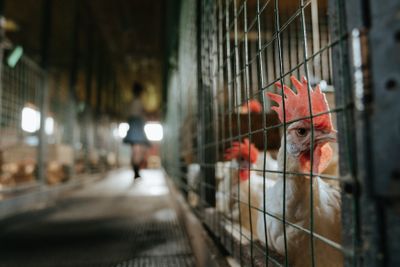 Farmer standing near poultry trays