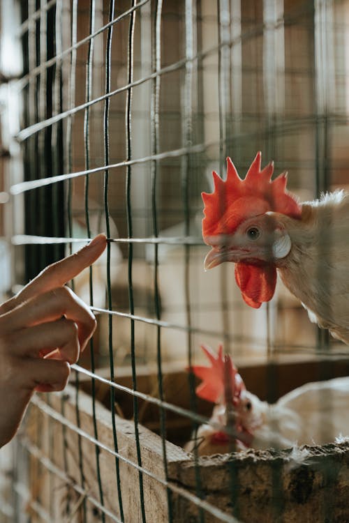 White and Red Rooster in Cage