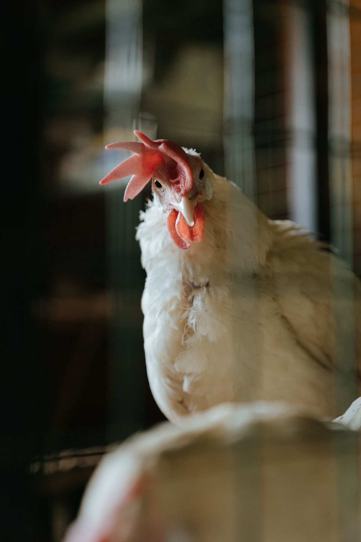 Worker overseeing rows of poultry trays in a clean hatchery environment