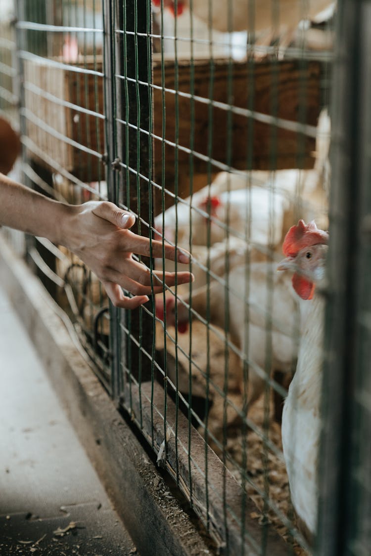 White Chicken In Black Cage