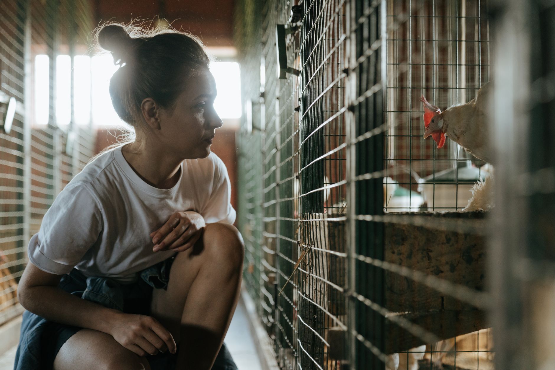A farm caretaker checking a rooster’s comb and feet beside a ventilated winter coop
