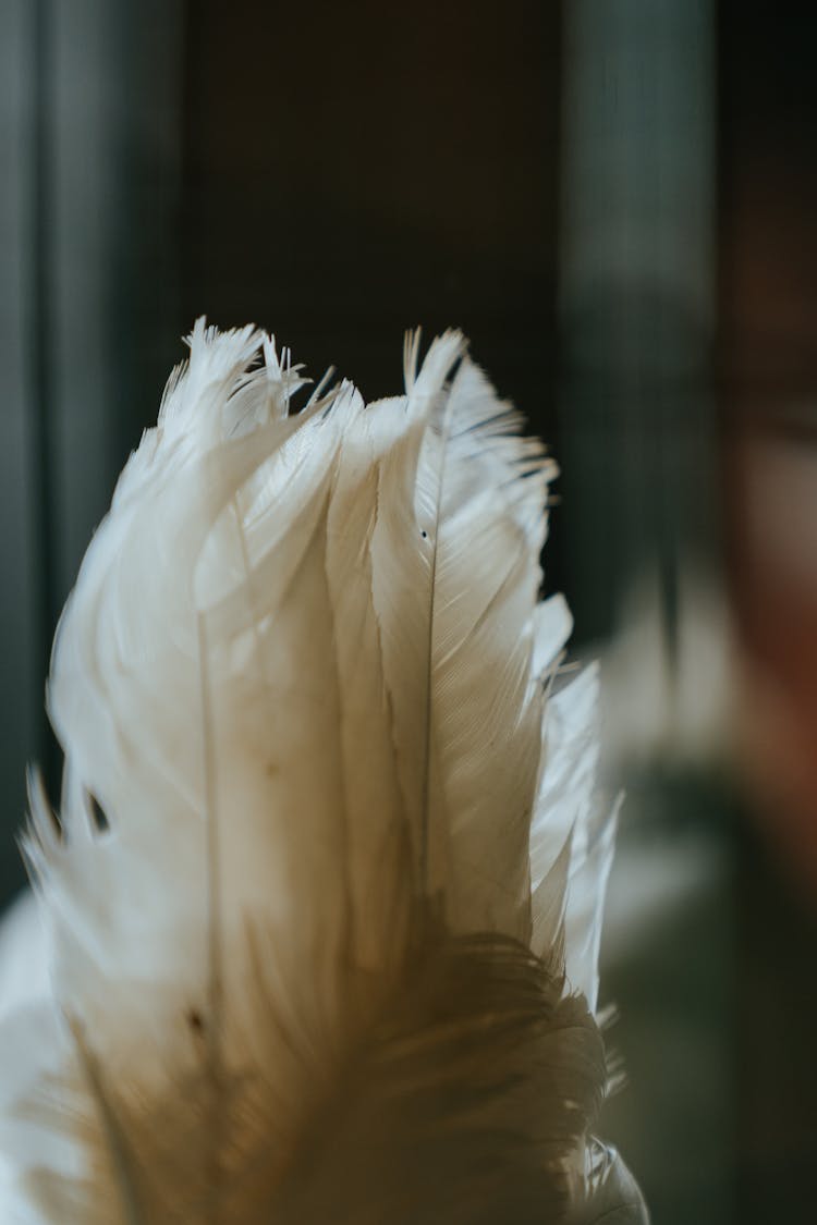 White Feather In Close Up Photography