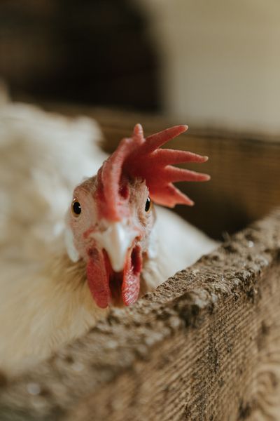 Farmer in poultry shed holding a chick