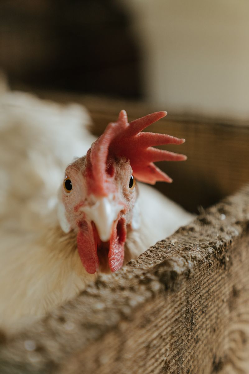 Farmer checking poultry records near flock