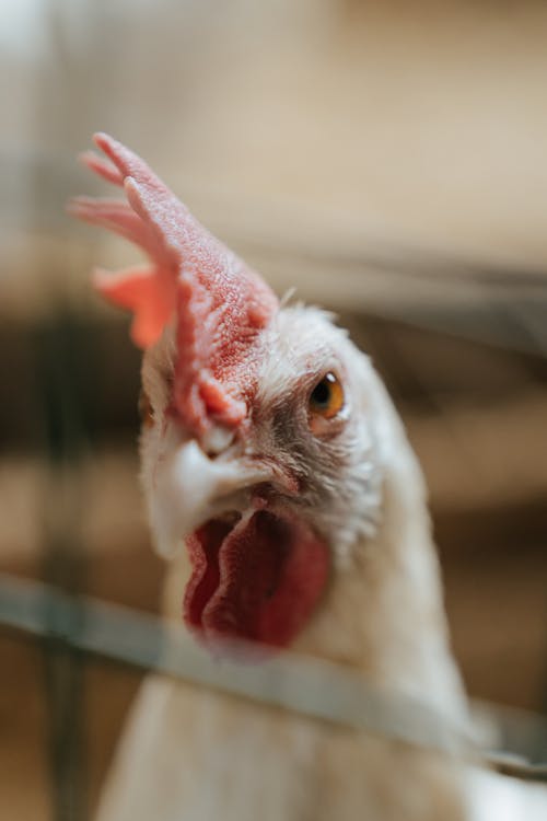 White Chicken in Close Up Photography