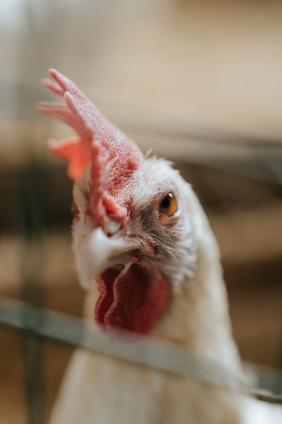 Farmer observing poultry trays thoughtfully