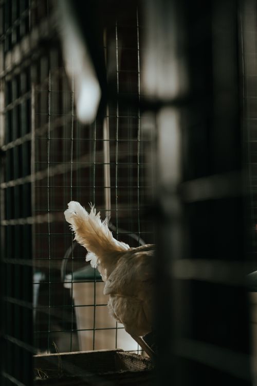 Free Moody shot of a lone chicken inside a rural, rustic farm coop, creating a serene atmosphere. Stock Photo