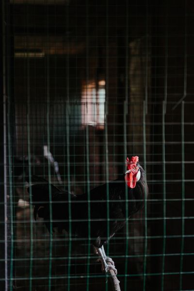 Farmer standing at entrance of poultry shed
