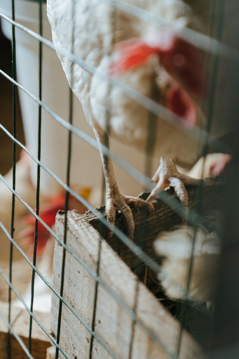 Close‑up of chicks in a clean crate