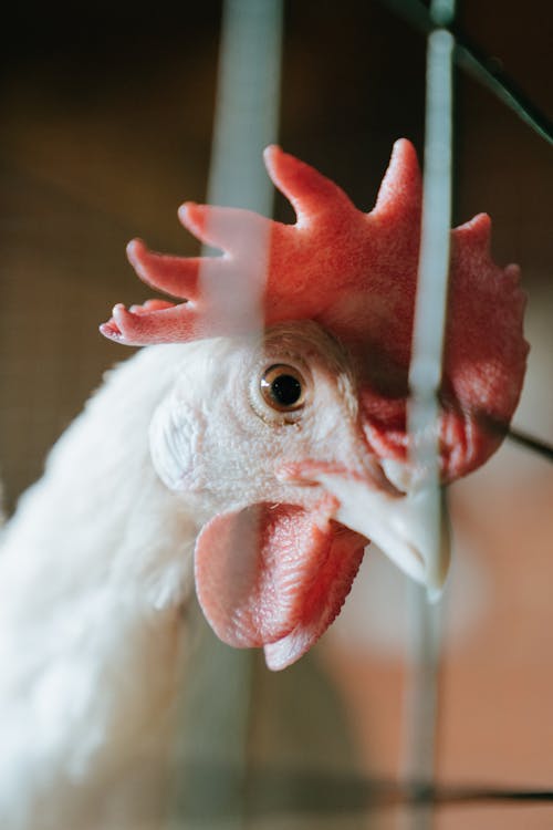 Free White and Red Chicken Head Stock Photo