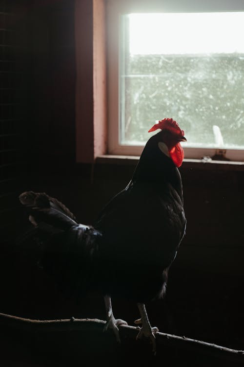 Free Black Rooster Sitting on Window Stock Photo