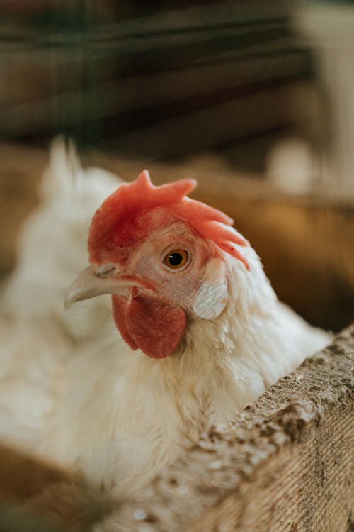 White Chicken in Tilt Shift Lens