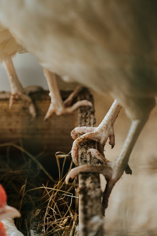 White Bird on Brown Tree Branch