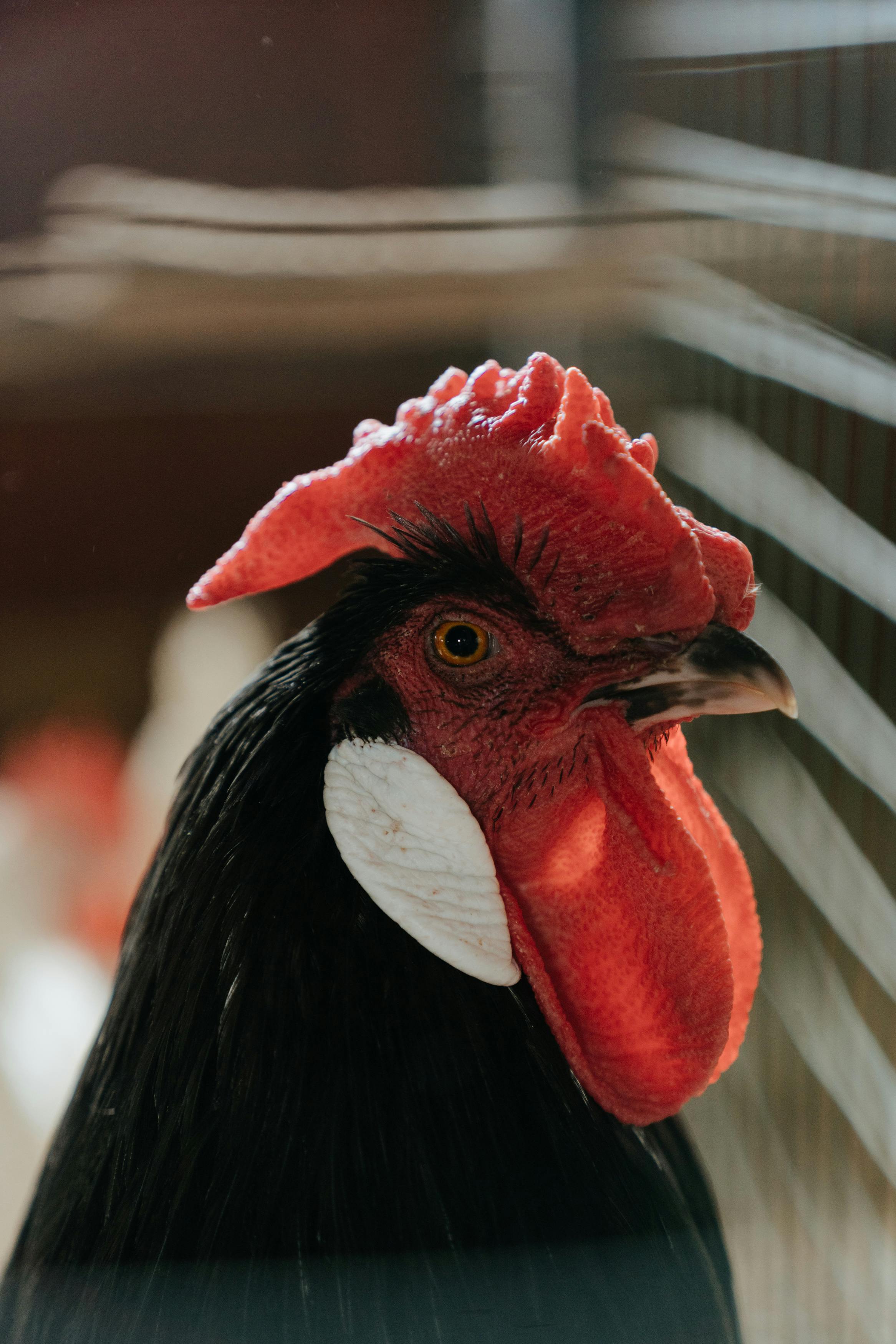 red and black rooster in close up photography