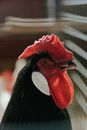 Red and Black Rooster in Close Up Photography