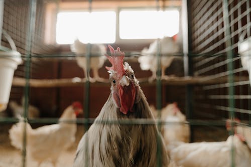 Free White and Brown Rooster in Cage Stock Photo