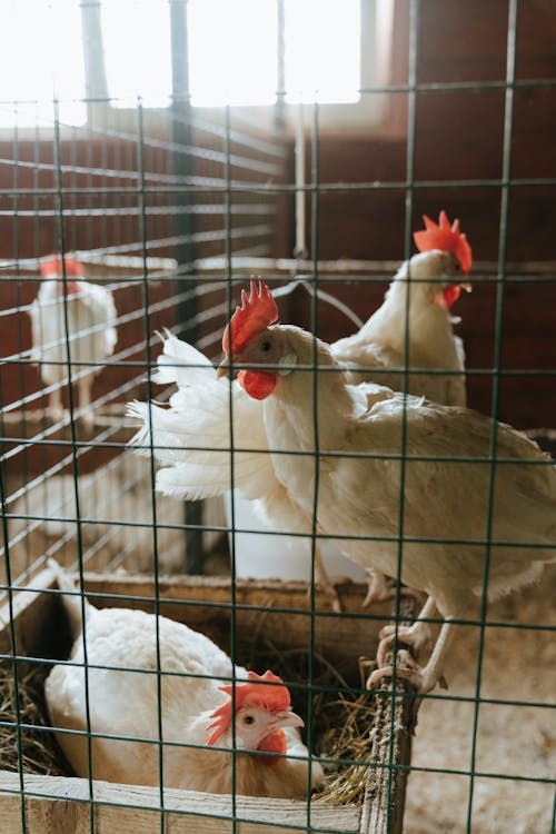 Photos gratuites de cage à poules, coq, exploitation agricole
