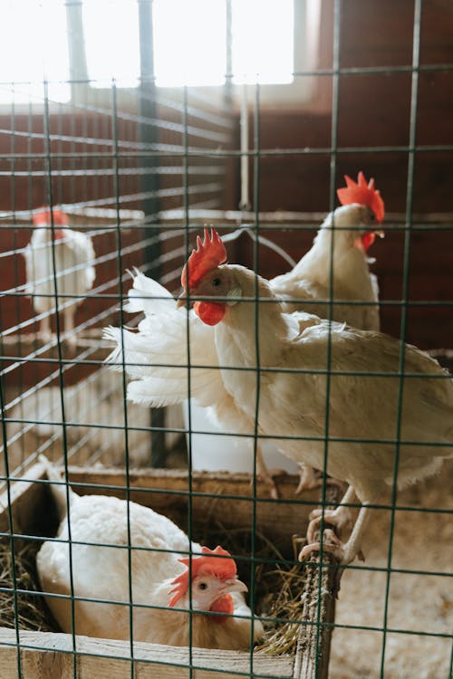 White Chicken in Cage