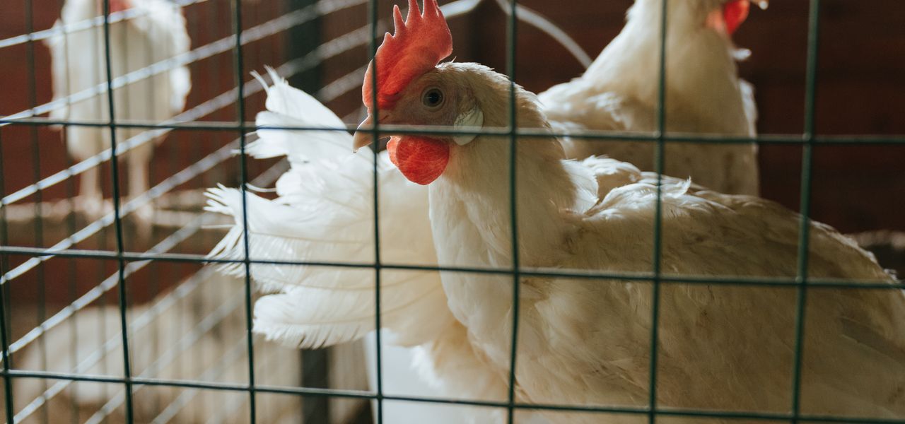White chickens inside a henhouse