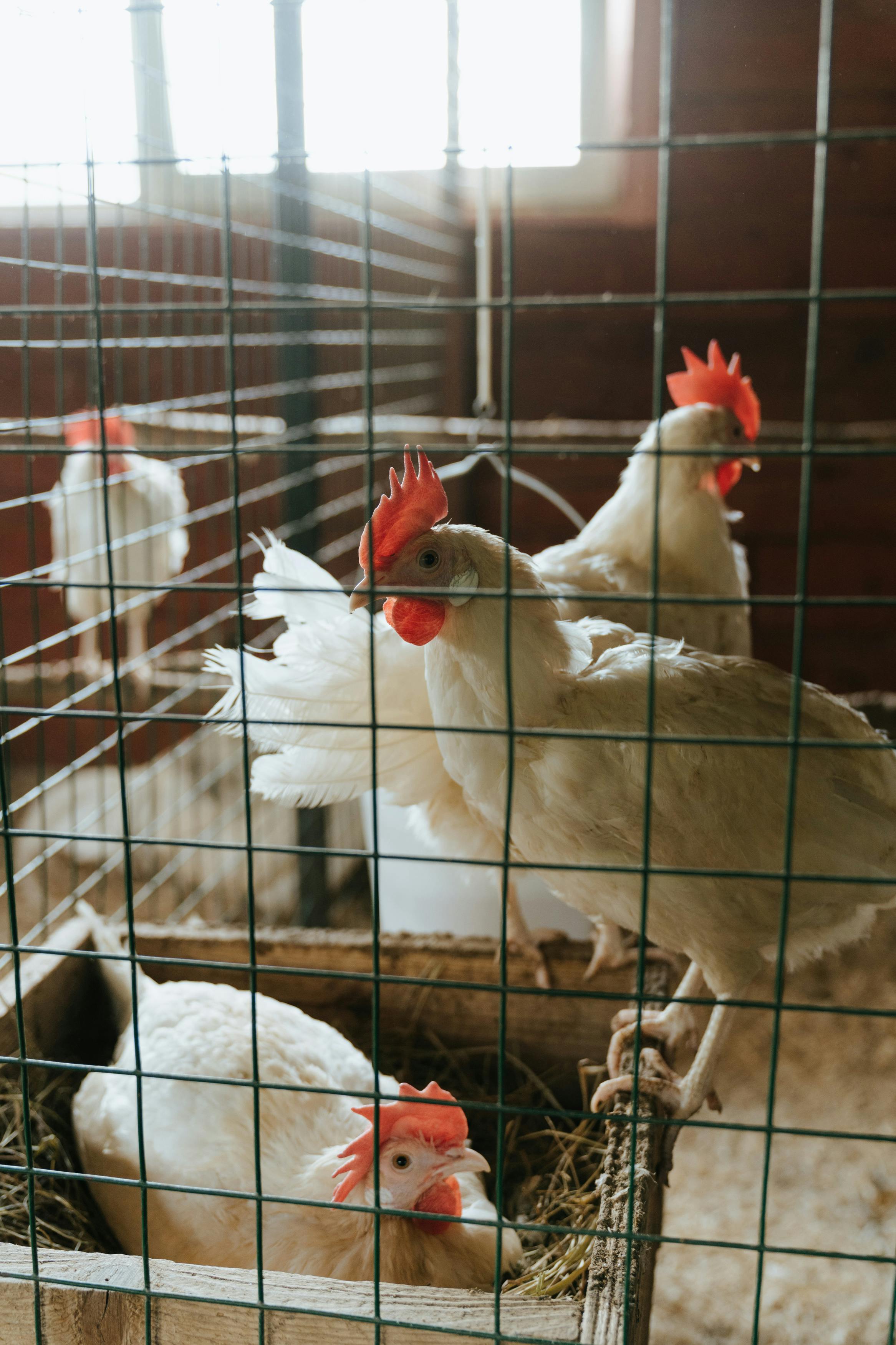 white-chicken-in-cage-free-stock-photo