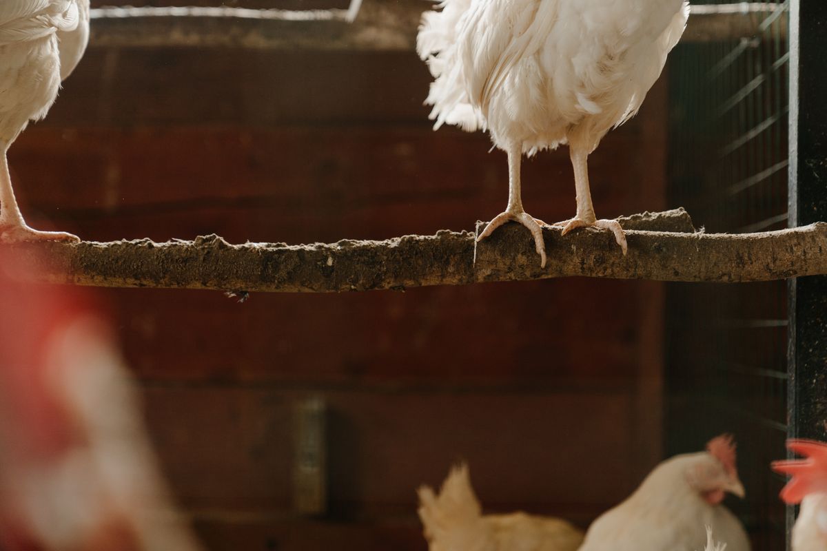 poule blanche pondeuse - Conditions d’élevage et entretien des poules blanches pondeuses