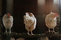 White Chicken on Brown Soil