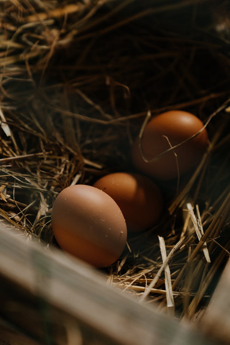 2 Brown Eggs On Brown Nest