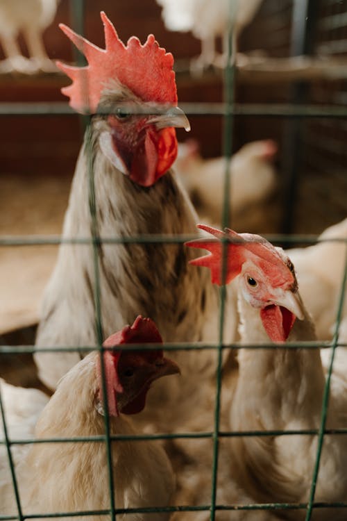 White Chicken in Cage