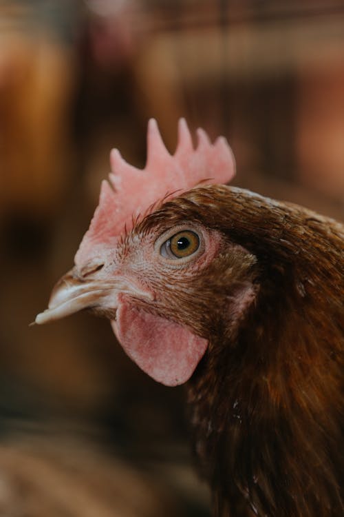 Free Brown Chicken Chick in Tilt Shift Lens Stock Photo