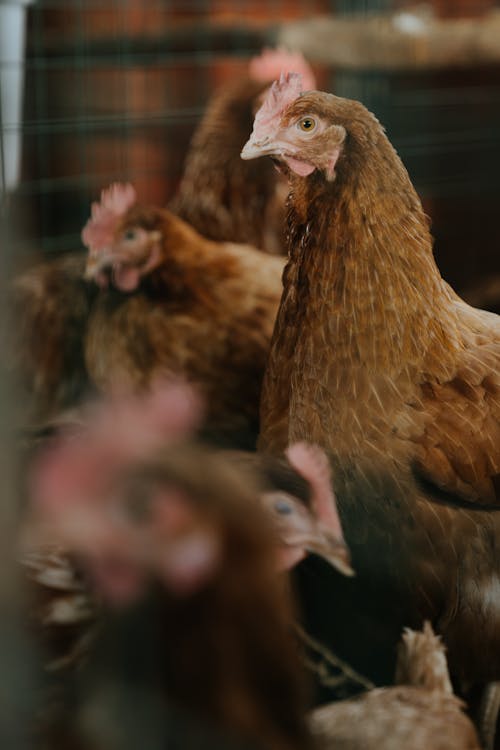 Flock of Brown and White Chicken