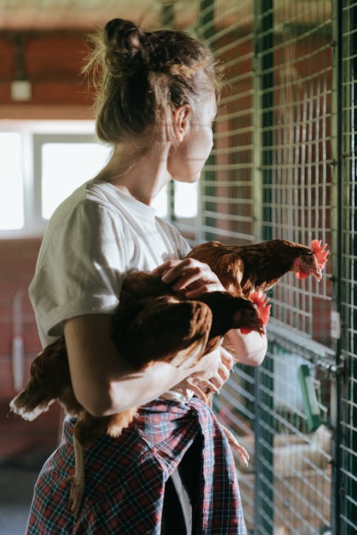 Girl in White Shirt Holding Brown and White Chicken